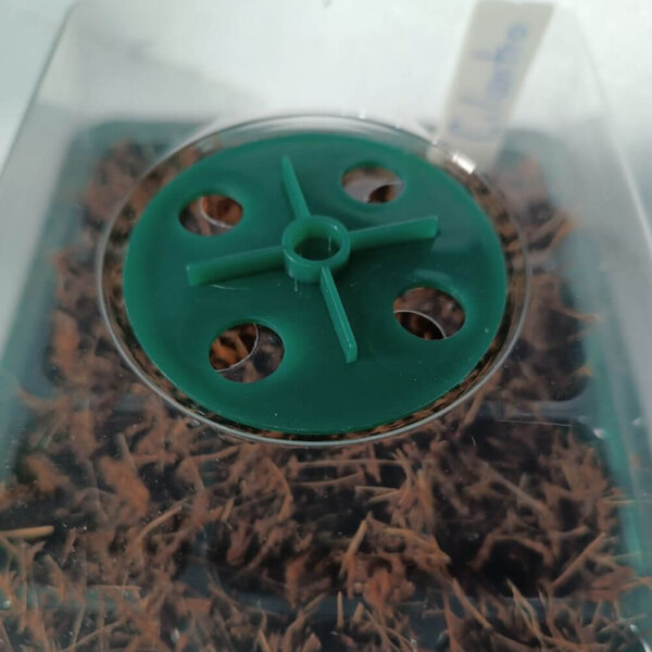 Ventilación de caja germinadora. Semillero. Fibra de coco. GMZ Torres