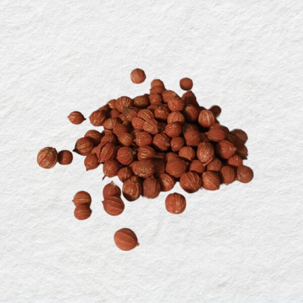 Semillas de Cilantro GMZ Torres